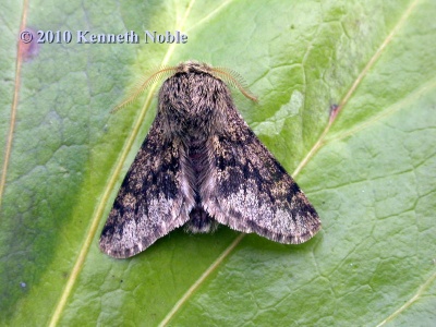 small brindled beauty (Apocheima hispidaria) Kenneth Noble